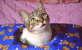 Gato brasileño de pelo corto: foto gato, descripción de la raza, personaje, video