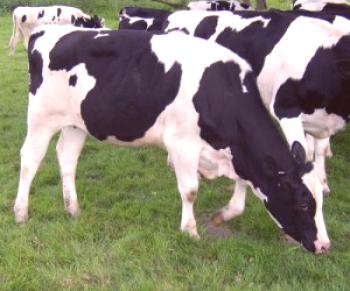 Descripción general de las razas holandesas de vacas, descripción, fotos y videos