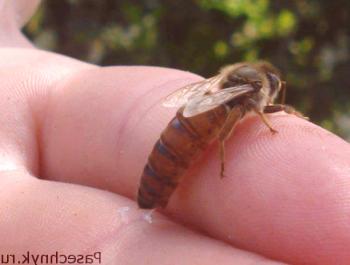 Colocación del útero en la apicultura: recomendaciones y consejos.