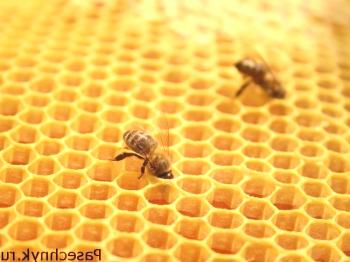 Kaj je suši za čebele: določitev okvira in pravil
