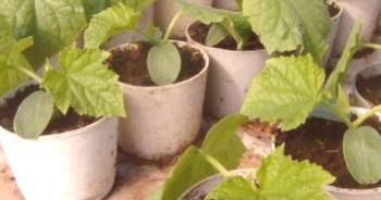 Plántulas de pepinos: creciendo en casa, en el alféizar de una ventana