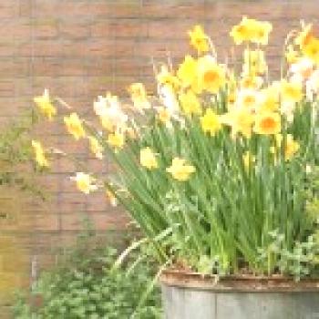 Destilación de flores bulbosas: tulipanes, narcisos, jacintos y azafranes a domicilio.