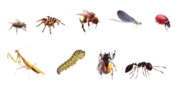 Insectos caseros: especie, foto y nombre.