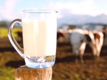 Zakaj ratificirati mleko v kravo: kaj za zdravljenje možnih bolezni