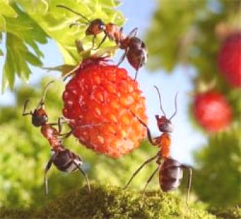 Luchando contra las hormigas en el campo y en el área del jardín por medios populares y químicos.