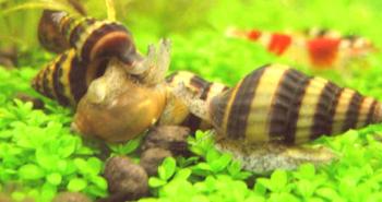 Helena - un caracol depredador, retención, reproducción, foto, video