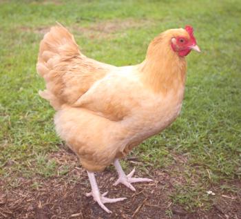 Alas de pollos en las piernas y plumas: cómo deshacerse de