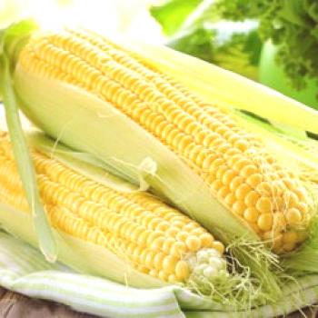 Maíz: cómo y cuándo plantar maíz en campo abierto, plantar y cuidar, crecer, foto