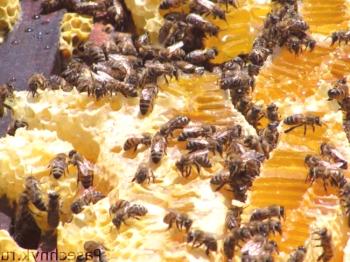 Kako hraniti čebele v zimskem medu: specifičnost zimskega krmljenja