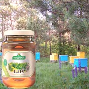 Горски мед: полезни и лечебни свойства, противопоказания