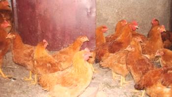Piščančje pasme mesnih jajc: pregled, opis in fotografija