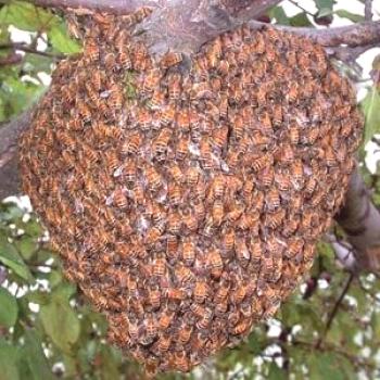 Métodos para prevenir la colonización de abejas.Cómo detener la envoltura.