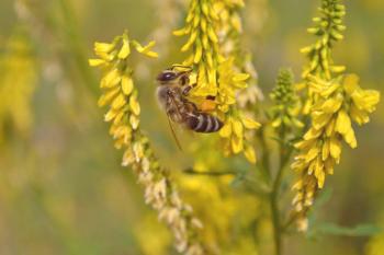 Луковичен мед: полезни свойства и противопоказания