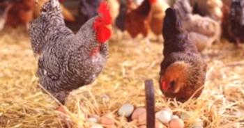 ¿Por qué los pollos comen sus huevos, qué hacer, cómo fumar?