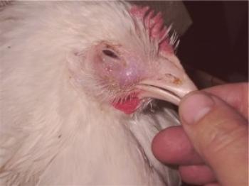 Laryngotracheitis en pollos: síntomas y tratamiento