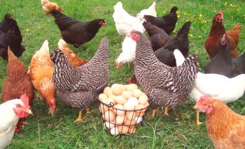Koliko jajc je piščanec na dan, teden, mesec, leto