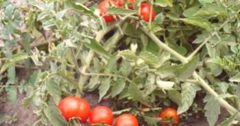 Cómo cultivar tomates para los Urales en invernadero, las mejores variedades.
