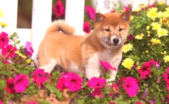 Razas japonesas de perros: fotos, características cortas, peculiaridades.