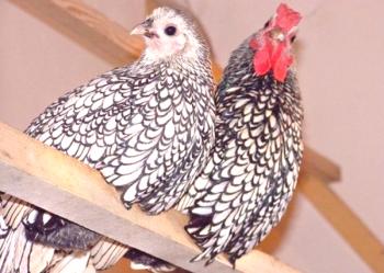 Características de las razas decorativas de pollos de Sebright, Phoenix, La Flush y Kucheryava.