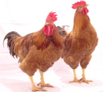 La raza de pollos Pharma: Reportaje, descripción y foto
