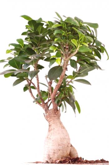 Ficus ginseng: cuidado del hogar, foto