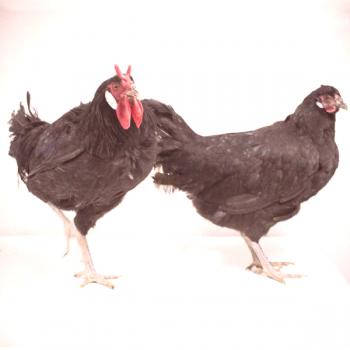 Описание на породата пилета La Fles, техните продуктивни качества и снимките на представителите