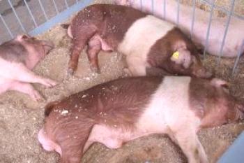 Родословни прасета от червено-белопоясната порода: снимка и описание