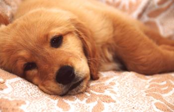 Diarrea en un perro: qué tratar y por qué ocurre