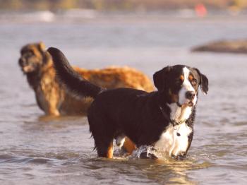 Diagnóstico y tratamiento del balanoptión en perros.