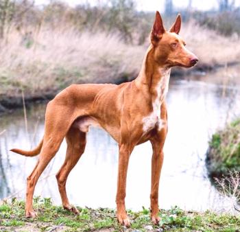Кучето на фараона: снимка, описание на породата, характер, грижа