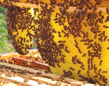 Oblikovanje čebeljega gnezda pomladi: Video