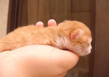 Cómo alimentar a un gatito recién nacido sin un gato | Alimentación artificial de gatitos.