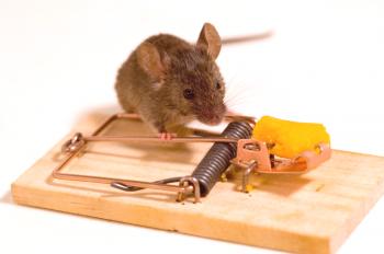 Najbolj učinkovito sredstvo pri miših