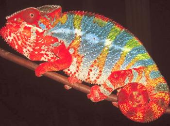 Chameleon Panther: foto, video, descripción, retención y cuidado