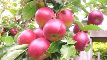 Начини за съхранение на ябълки през зимата