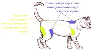 Cómo hacer una foto de un gato en el prepucio, por vía subcutánea, intramuscular, en el muslo: foto, video