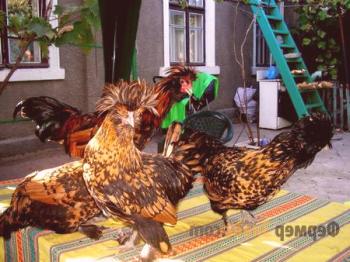 Pavlovsky piščanci: značilnosti dekorativne pasme