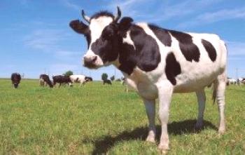 Infertilidad de la vaca: causas y tratamiento