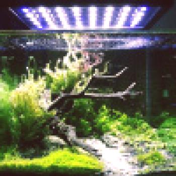 Prednosti in slabosti LED osvetlitve akvarija