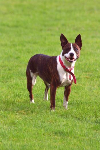 Perro Staffordshire Terrier (foto): alumno fuerte, inteligente y amable