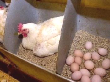 Govedo za piščance: Povprečne cene na trgu