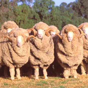 Razas de lana fina de oveja Merino: características, cría