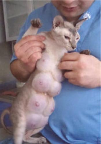 Pravilno zdravljenje mastitisa pri mačkah glede na njegovo vrsto