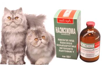 Amoxysan за котки: инструкции за употреба, ревюта