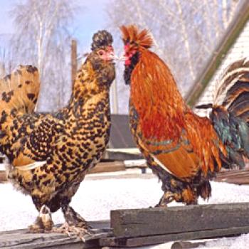 Pavlovsk raza de pollos: productividad, retención, cría