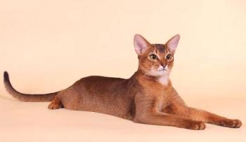 Najbolj prijetne pasme mačk: 11 pasem s fotografijami in imeni