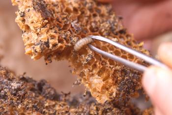 Extracto de larva de polilla de cera: recetas y aplicaciones