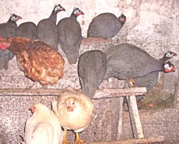 Skupno vzdrževanje piščancev in mačk v kokošnjaku