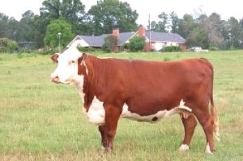 Raza Hereford de vacas: características, precios, opiniones.
