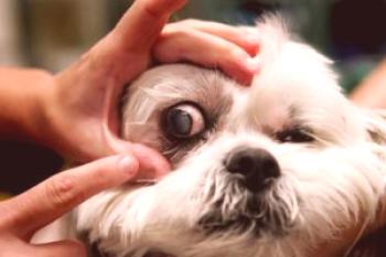 Lesión ocular peligrosa en un perro: especie, tratamiento.
